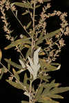 Common wormwood 